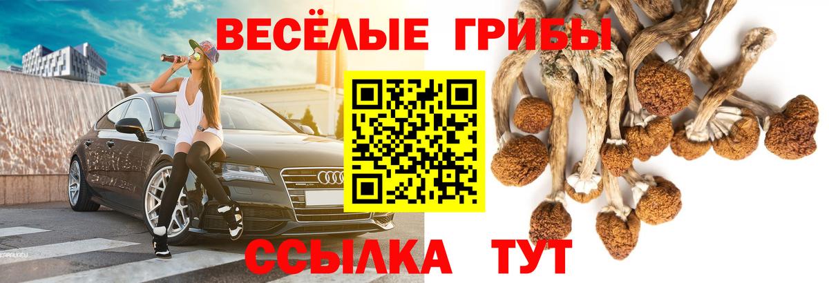 Галлюциногенные грибы Psilocybe  Вход с VPN  цена наркотик  Ульяновск 
